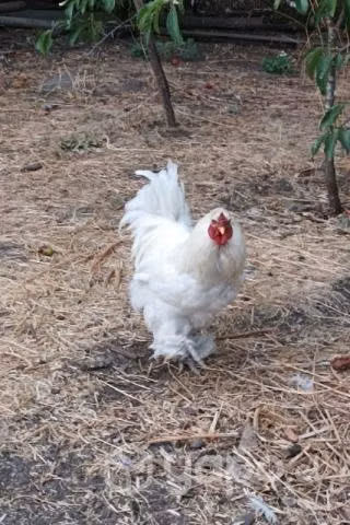 Gallos Brahma Blancos