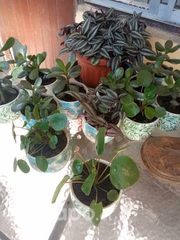 Plantas peperonias - Imagen 2