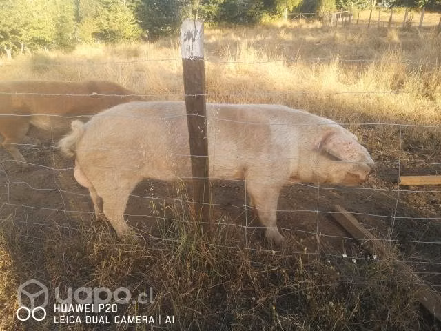 chanchos - Imagen 2
