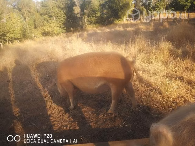 chanchos - Imagen 4