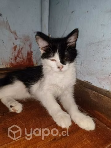 Se regalan gatitos