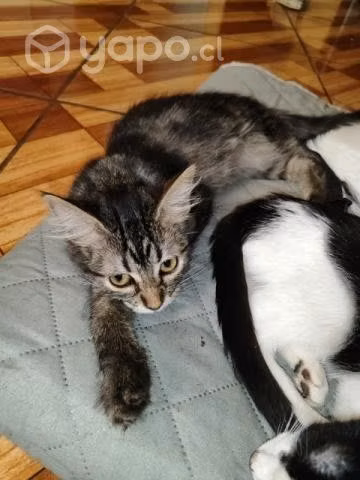 Se regalan gatitos