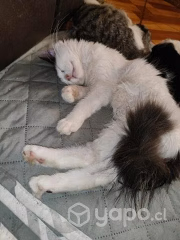 Se regalan gatitos