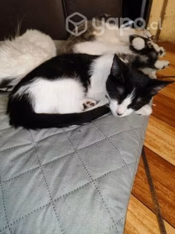 Se regalan gatitos