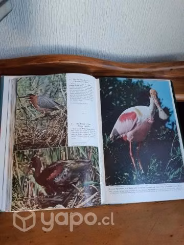 Libro National Geographic 1961 Colección Pájaros