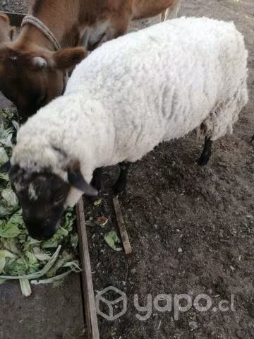 Carnero ( cordero)