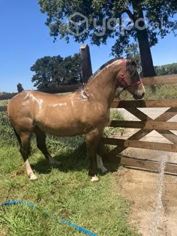 Caballo Maestro