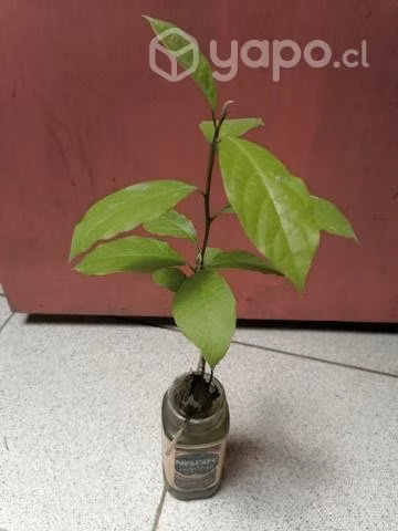 Paltos nuevos