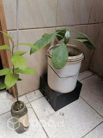 Paltos nuevos - Imagen 3