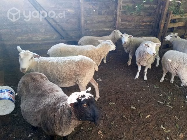 Ovejas