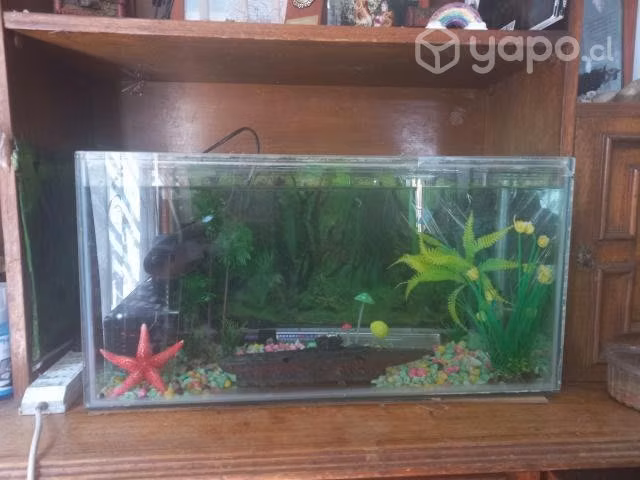 Pecera + accesorios + adornos - Imagen 2