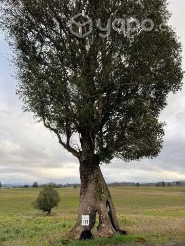 Parcelas con hermosas vistas a 15 min de Osorno