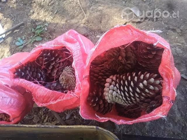 Piñas seca para el fuego