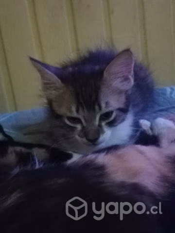 Se regala gatito en adopción
