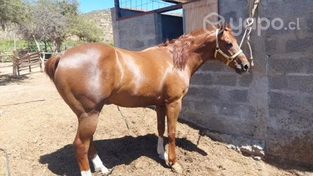 Caballo de carreras - Imagen 3