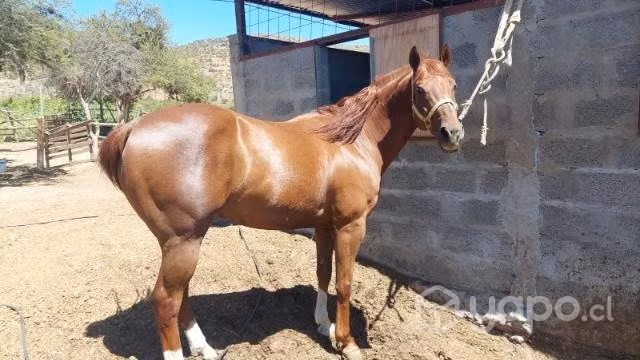 Caballo de carreras - Imagen 2