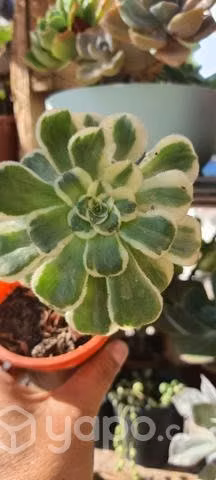 Aeonium variegado