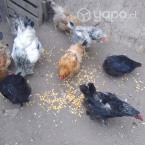 Disponibles