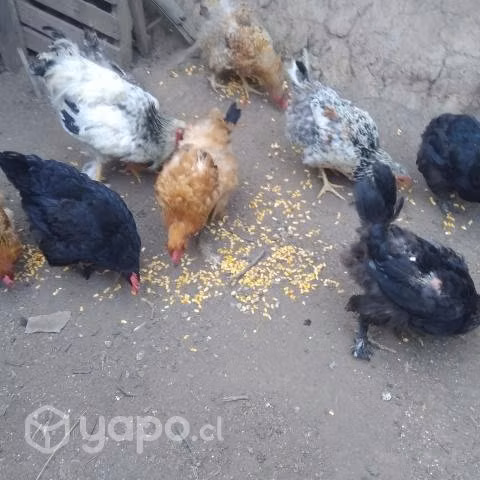Disponibles