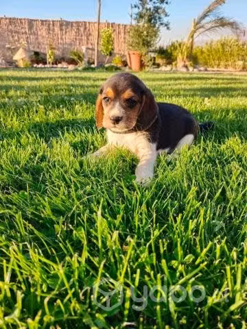 Hermosos Cachorros Beagles Tricolor - Imagen 3