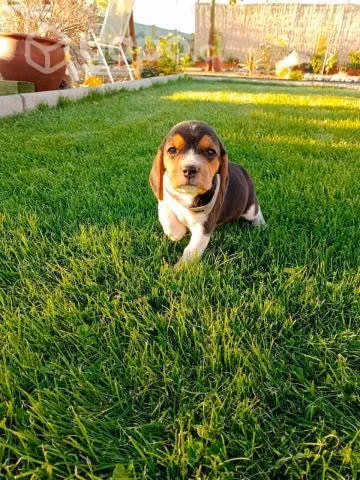 Hermosos Cachorros Beagles Tricolor