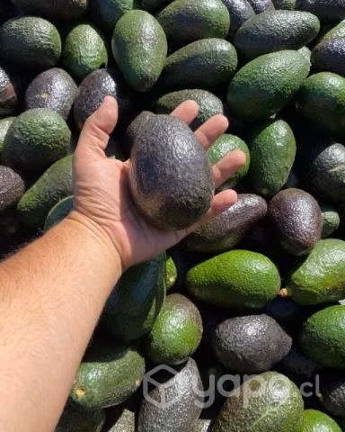 Palta Hass 1a con 2a