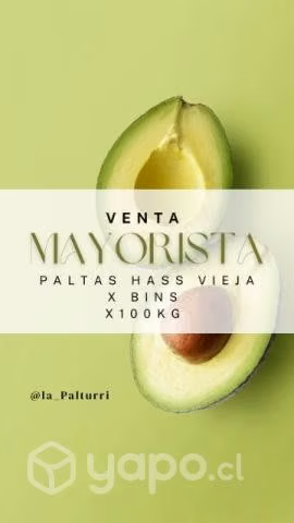 Palta Hass 1a con 2a