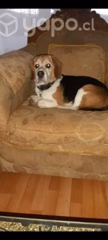Perrito en adopción - Imagen 5