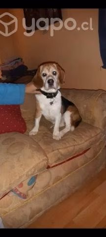 Perrito en adopción - Imagen 6