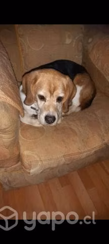 Perrito en adopción - Imagen 4