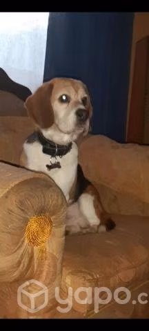 Perrito en adopción - Imagen 2
