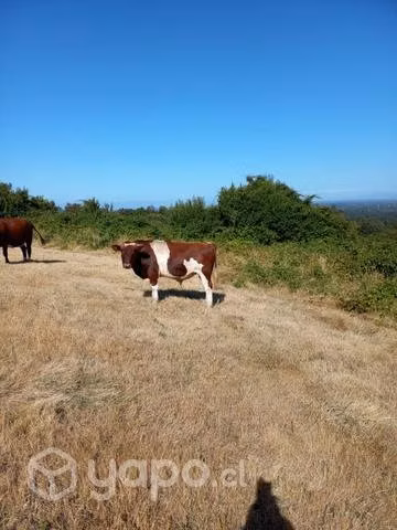 Lindo torito especial para reproductor