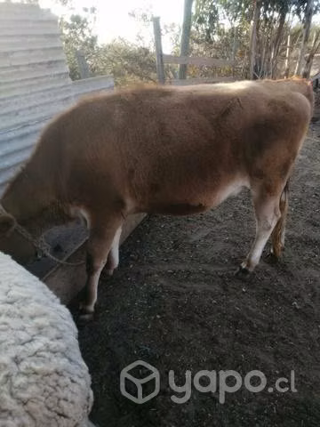 Vaquilla jersey