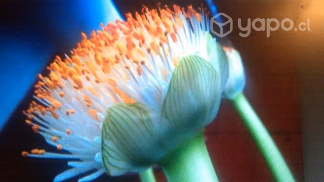 Planta Brocha de Pintor - Imagen 2