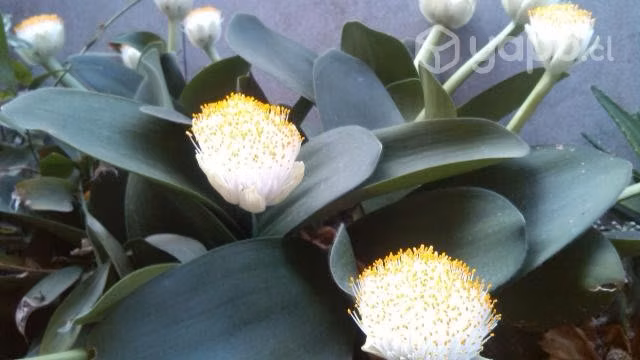 Planta Brocha de Pintor