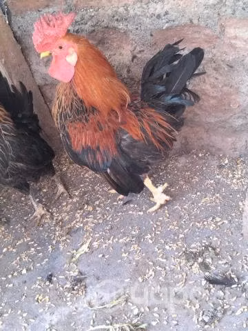 Periquitos australianos y gallito