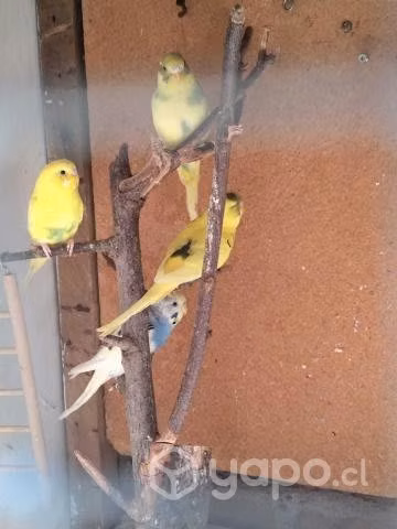 Periquitos australianos y gallito