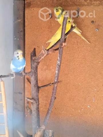 Periquitos australianos y gallito