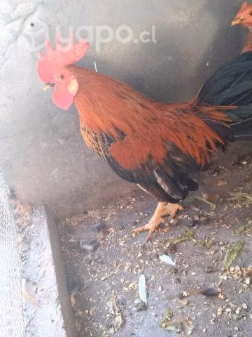 Periquitos australianos y gallito