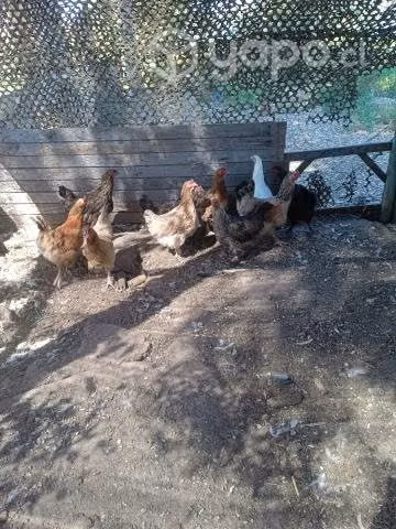 Pollas de temporada