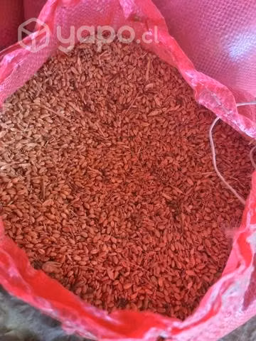 Trigo variedad Don manuel