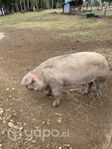 Cerdo Reproductor