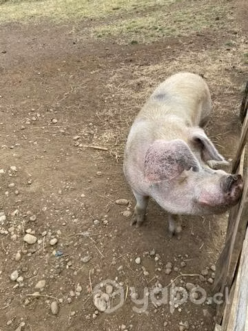 Cerdo Reproductor