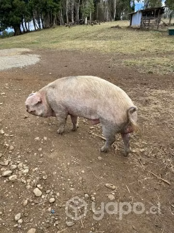 Cerdo Reproductor