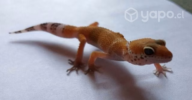 Gecko leopardo juvenil macho con chip y certificad - Imagen 3