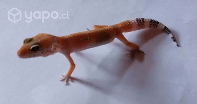Gecko leopardo juvenil macho con chip y certificad - Imagen 2