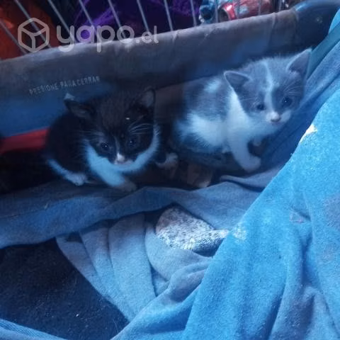 En adopcion gatitos