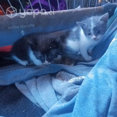 En adopcion gatitos - Imagen 2