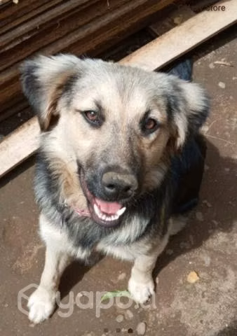 Regalo perrita