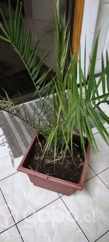 Palmera Phenix